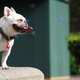 Image for article titled 39 *Scratchy Scratchy* Photos of Dogs